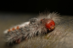 Euproctis punctifera