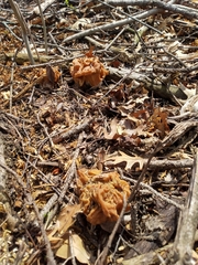 Gyromitra korfii