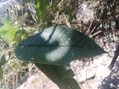Magnoliopsida