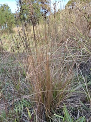 Juncus oxycarpus