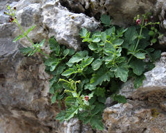 Scrophularia heterophylla