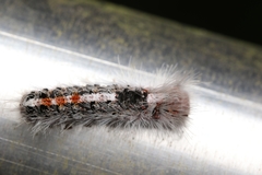 Euproctis punctifera