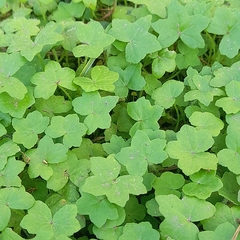 Bowlesia lobata