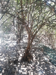 Magnoliopsida