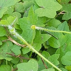 Bowlesia lobata