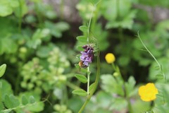 Eucera nigrescens