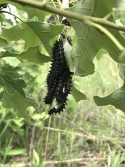 Hemileuca maia maia