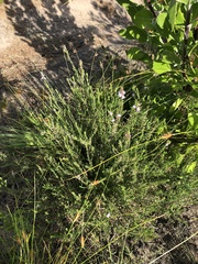 Muraltia knysnaensis