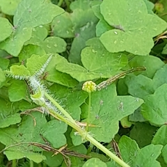 Bowlesia lobata