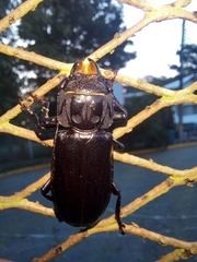 Mallodon chevrolatii