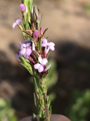 Muraltia knysnaensis