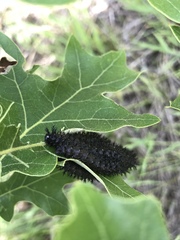 Hemileuca maia maia