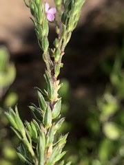 Muraltia knysnaensis