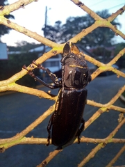 Mallodon chevrolatii