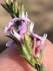 Muraltia knysnaensis