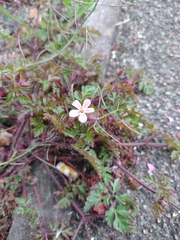 Geranium robertianum