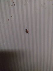 Camponotus decipiens