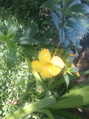Allamanda schottii