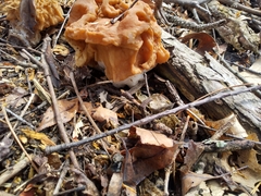 Gyromitra korfii