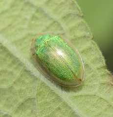Enagria ovata