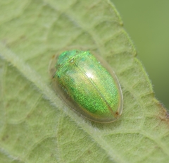 Enagria ovata