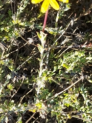 Othonna auriculifolia