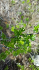 Ribes hirtellum