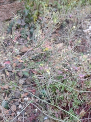 Arabidopsis thaliana