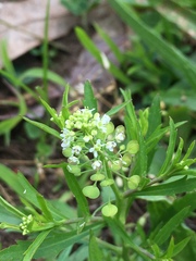 Lepidium virginicum