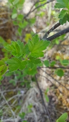 Ribes hirtellum