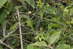 Gonolobus uniflorus