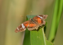 Anartia amathea