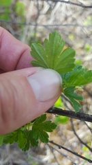 Ribes hirtellum