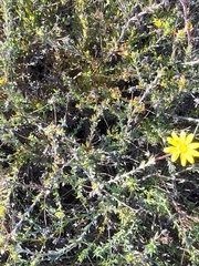 Othonna auriculifolia