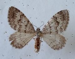 Xanthorhoe incursata