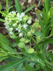 Lepidium virginicum