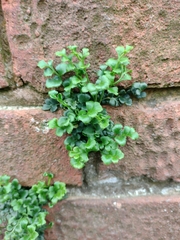Asplenium ruta-muraria