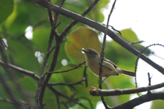 Vireo crassirostris