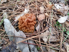 Gyromitra korfii