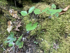 Heartleaf Wild Ginger (Asarum arifolium)
