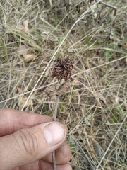Trifolium lupinaster