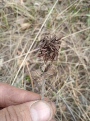 Trifolium lupinaster