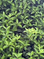 Ilex × meserveae