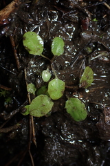 Utricularia striatula