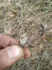 Trifolium lupinaster