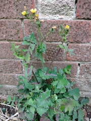 Sonchus oleraceus
