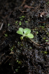 Utricularia striatula