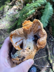 Hypomyces lateritius