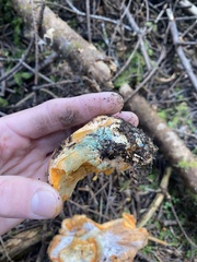 Hypomyces lateritius