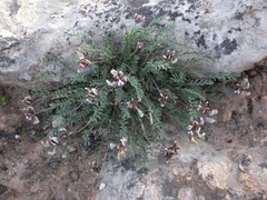 Astragalus naturitensis